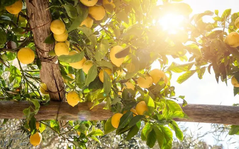 Lemon_Groves_800x500.jpg