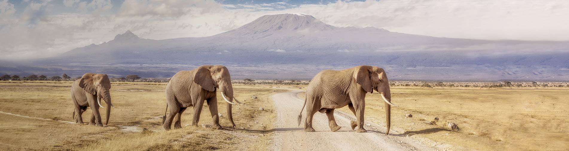 A herd of Elephant crossing a dry road