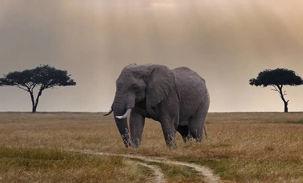 Elephant between two trees in African Savannah