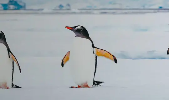 Three penguins in the snow, Antarctica