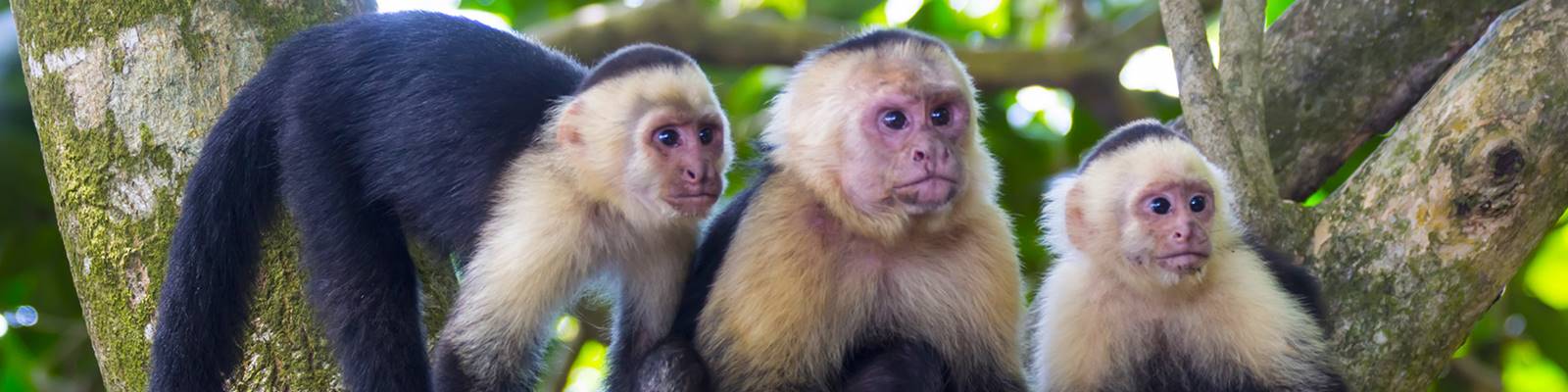 White-faced Capuchin monkeys, Costa Rica