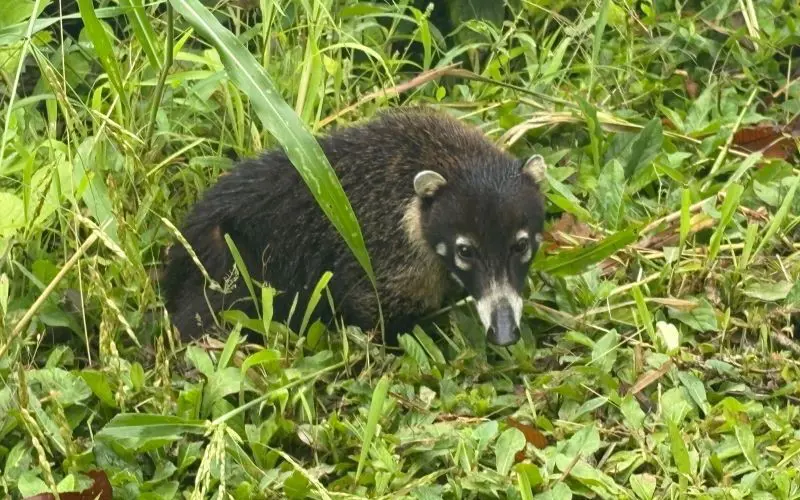 coati_costa_rica_800x500.jpg