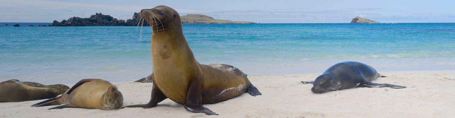 Sealions on a beach, Ecuador