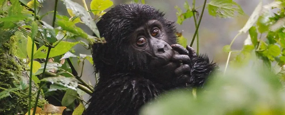Uganda Gorilla