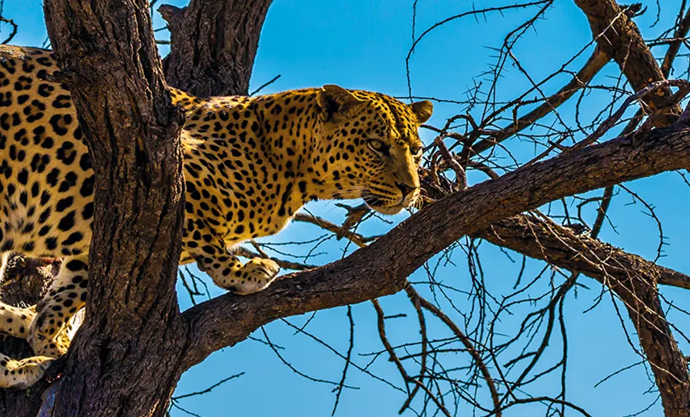 Singles Wildlife holidays - Leopard
