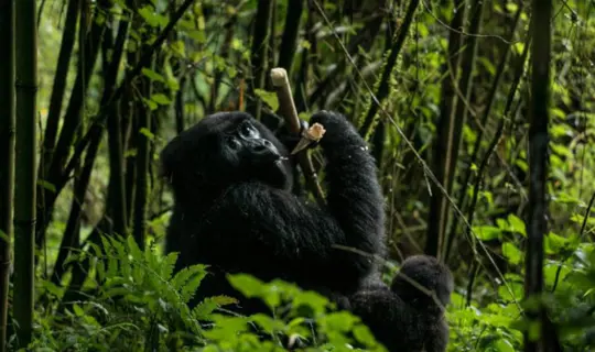 Uganda Gorilla 800X500