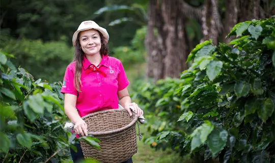 Mi Cafecito Coffee Tour