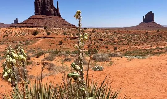 Nature Sharon Bradford