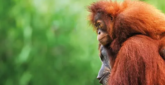 Orangutans in the forest