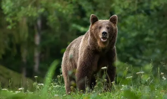 Libearty Bear Sanctuary