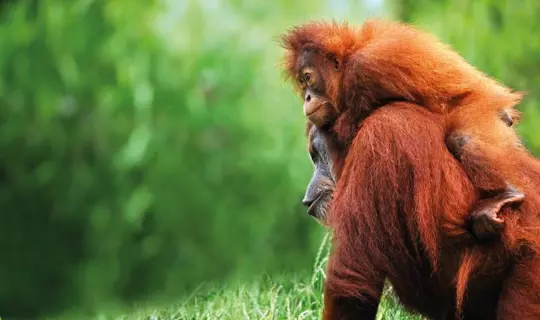 Sepilok Orangutan Rehabilitation Centre