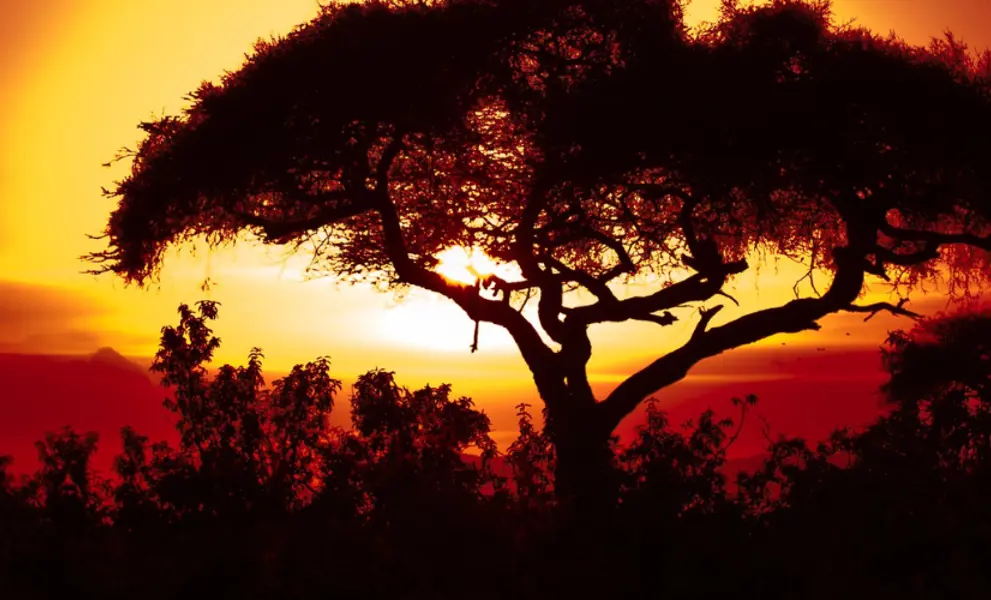 South African tree