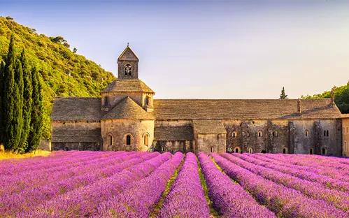 Lavender field in Provence, with building behind