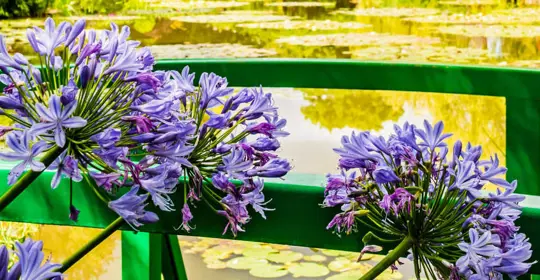 Flowers on the bridge