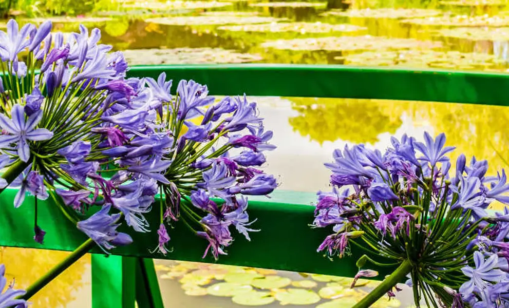 Flowers on the bridge