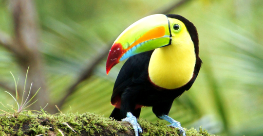 Parrot in the wild