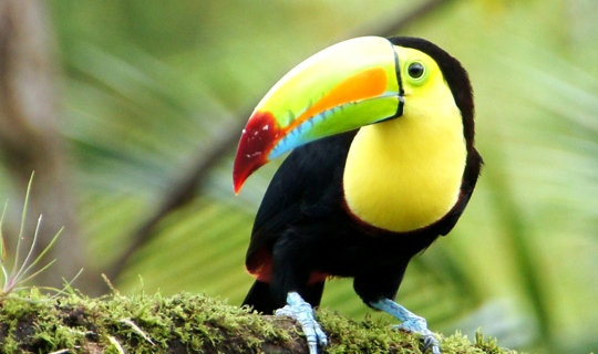 Parrot in the wild