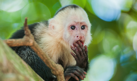 Monkey Costa Rica