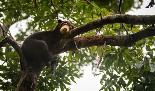 Borneo Sun Bear Conservation Centre